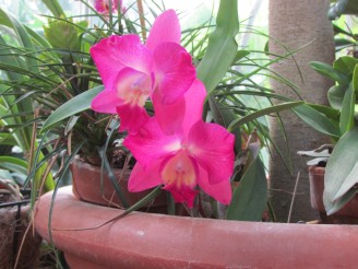 pink orchid