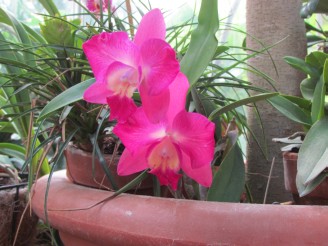 pink orchid