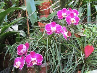 pink & white orchids