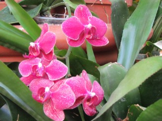 pink orchid