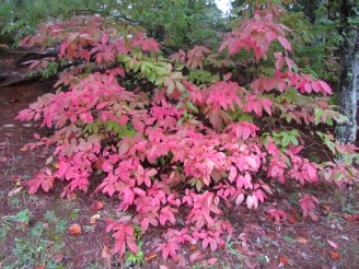 red leaves along path