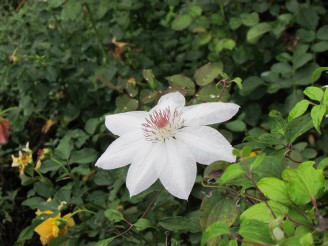 white flower