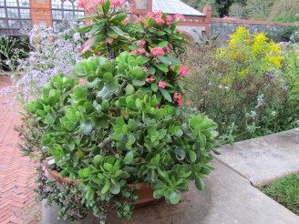 jade plant in pot