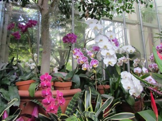 orchids