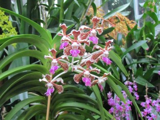 orchids