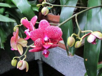 pink & white spotted orchid