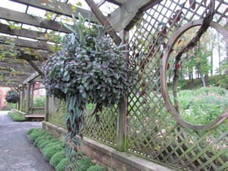 plants in walkway