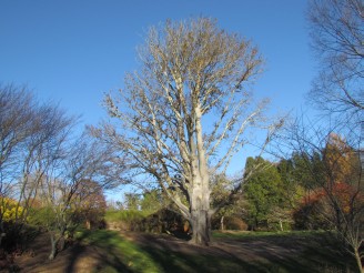 big tree