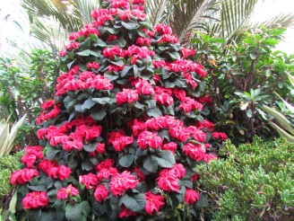 poinsettia tree