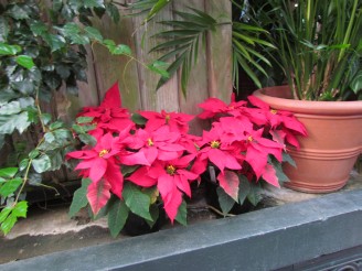 red poinsettias