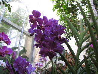 purple orchids