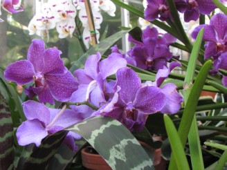 purple orchids