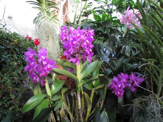 purple orchids