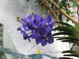 purple orchid