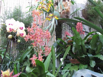 orchids