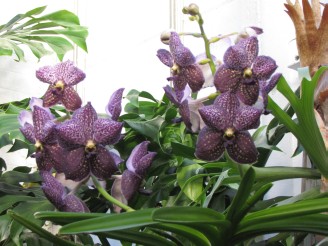 purple orchid