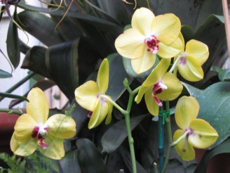 yellow orchid