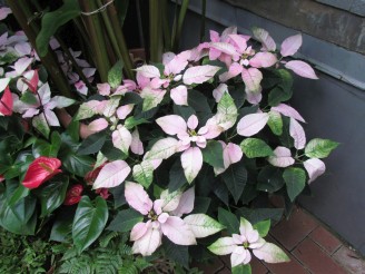 pink poinsettia