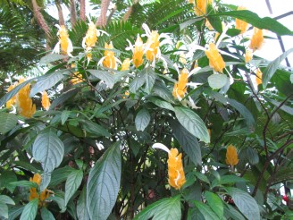 yellow flowers