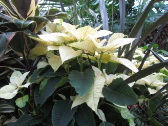 yellow poinsettia