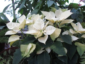 white poinsettias