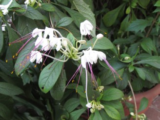 pink tendrels