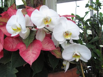 white orchid