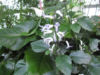 white with purple flowers