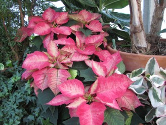 Pink poinsettias