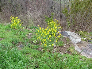 yellow flowers