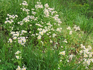 daisy fleabane