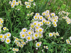 daisy fleabane