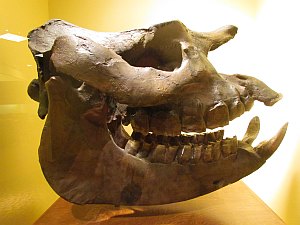 rhino skull