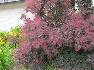 smoke tree