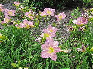 day lilies