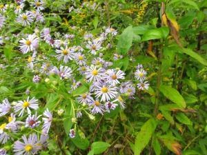 asters