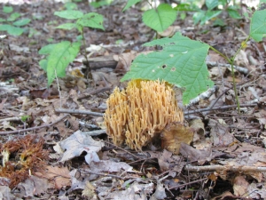 fungus