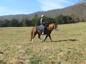 Sophie in pasture