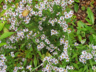 asters