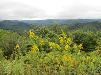 goldenrod