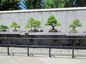 Bonsai garden