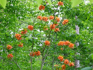 flame azalea