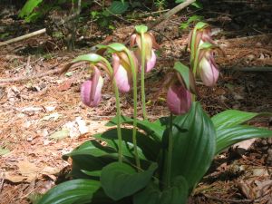 Pink Lady Slippers