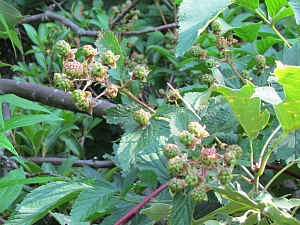 blackberries