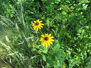 yellow flower