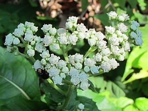 white flower