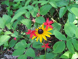 fire pink and yellow daisy