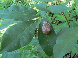 snail on a leaf