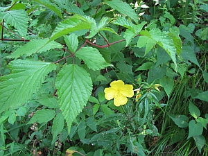 yellow flower