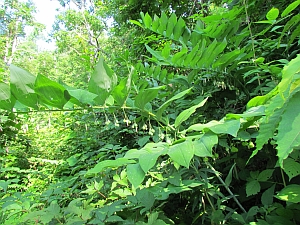 Solomon's Seal